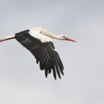 Spaudinių paroda „Pasaulinė paukščių diena“